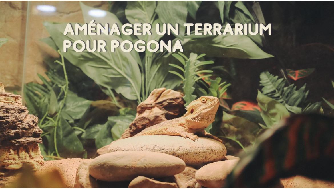 Terrarium pour Pogona : comment le choisir et l'installer ?